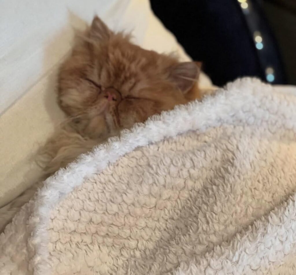 ガーフィールドはめまいを感じた