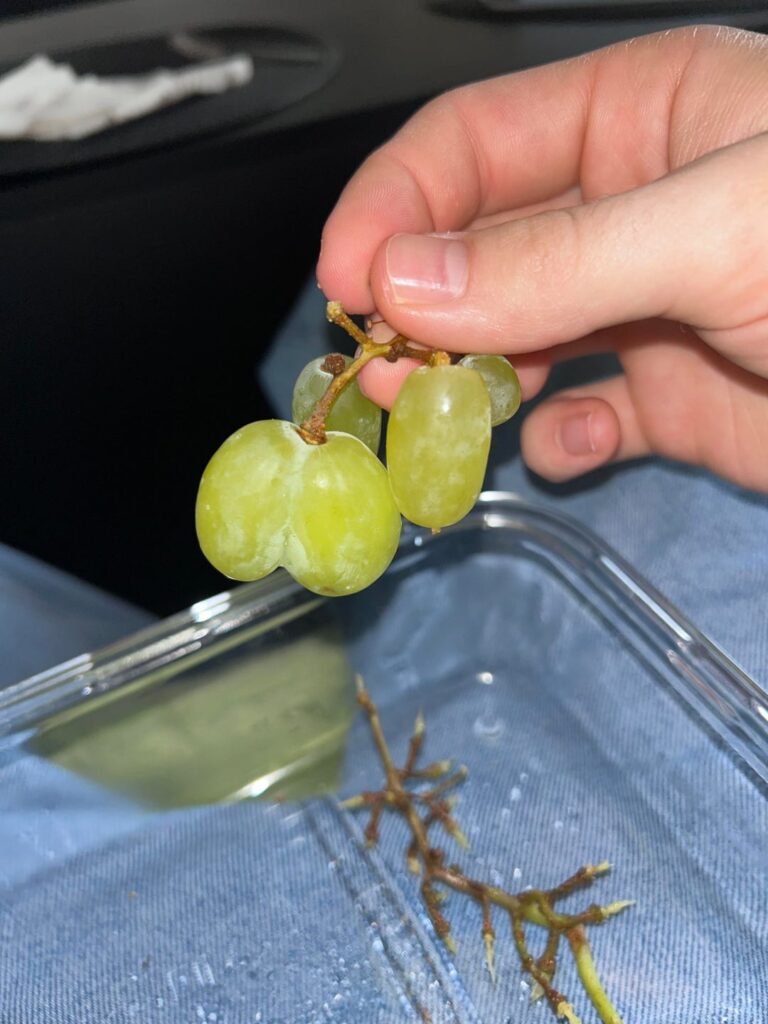 これを見たことがありますか?