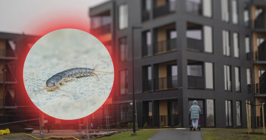 「これはゴキブリやネズミではありませんが、同じくらい気持ち悪いです！」昆虫の襲撃はタリンの新興開発地域の住民に衝撃を与える