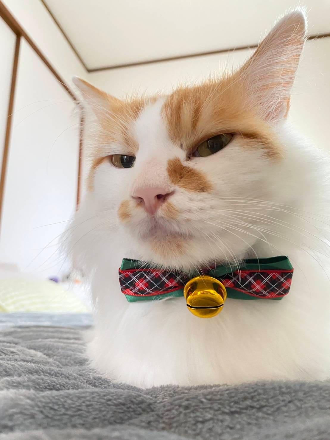 提供：ちーむにゃいんず