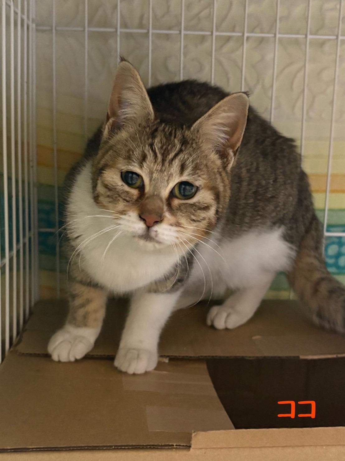 提供：ちーむにゃいんず