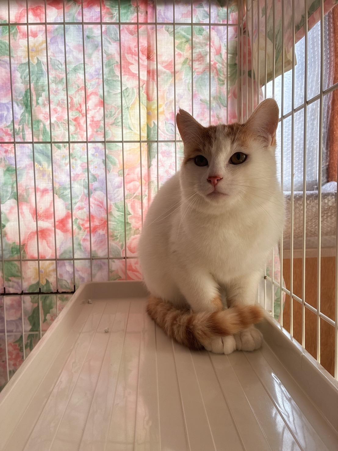 提供：ちーむにゃいんず