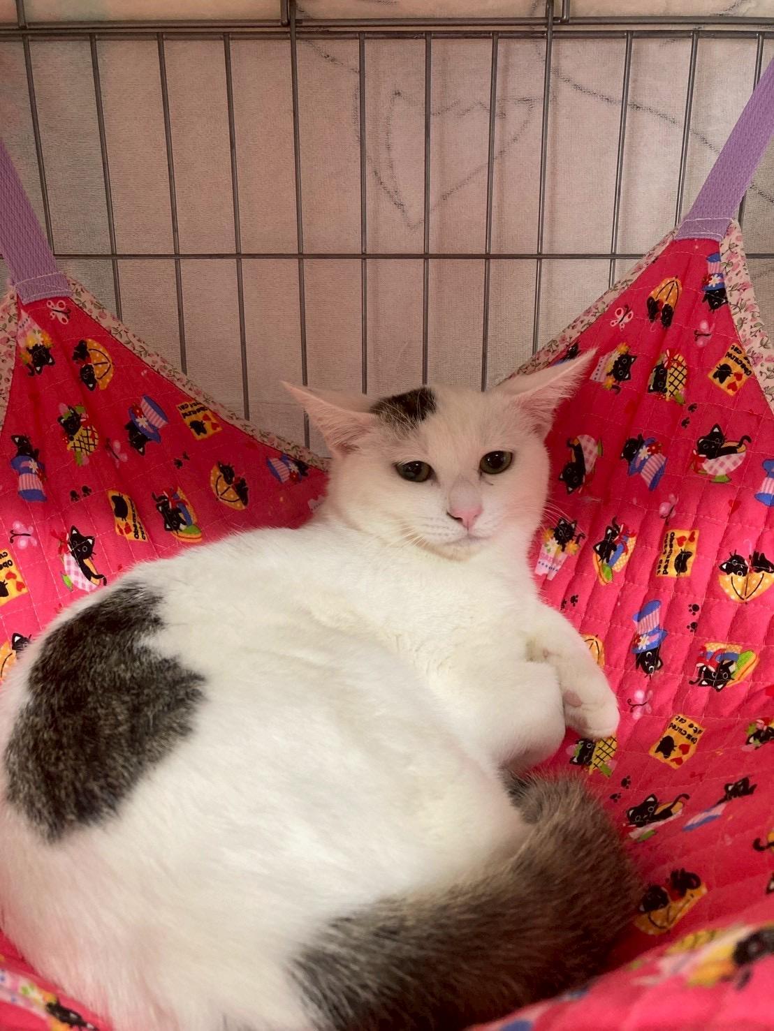 提供：ちーむにゃいんず