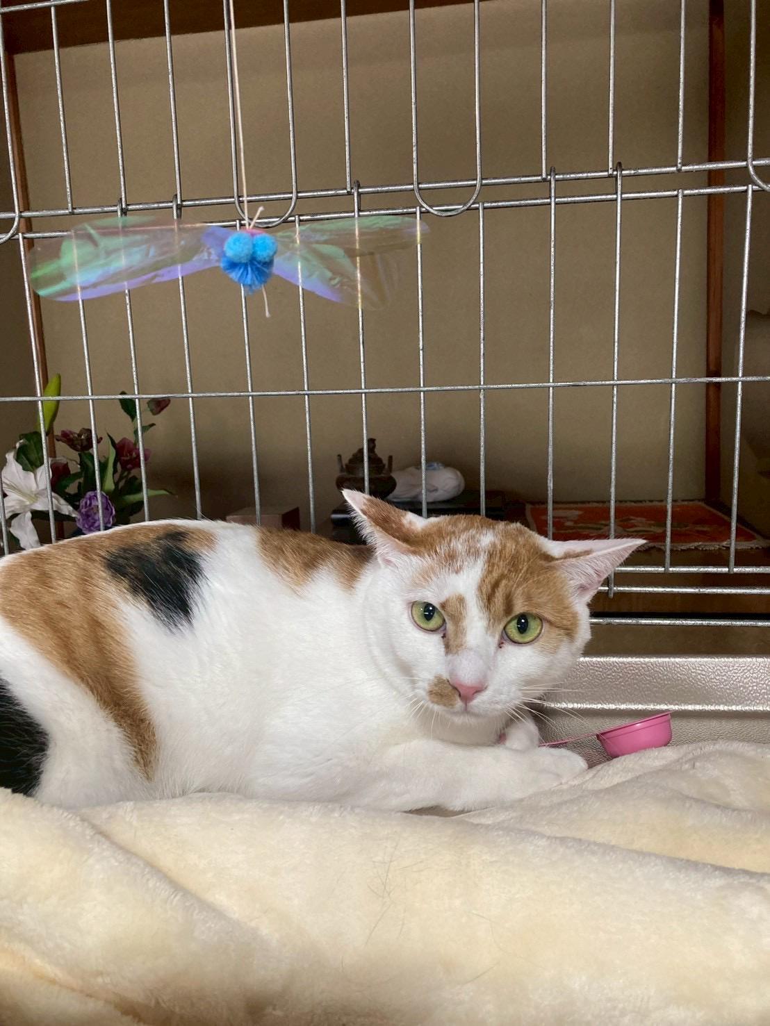 提供：ちーむにゃいんず