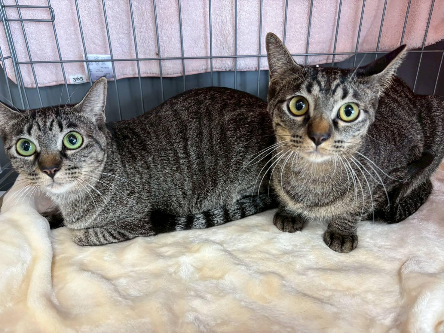 提供：ちーむにゃいんず