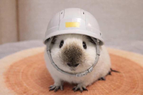 主催者からの提供画像