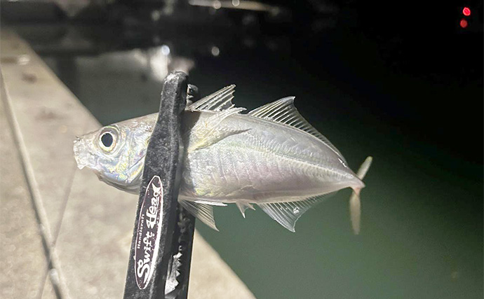 紀北エリアのアジング釣行で良型アジ好捕【和歌山】フロートとジグ単リグで攻略