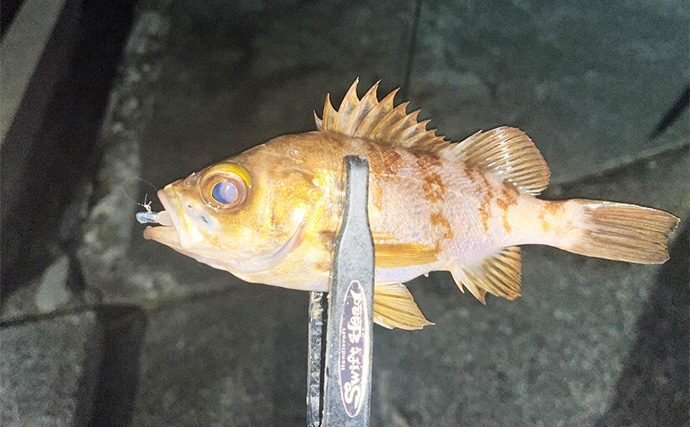 紀北エリアのアジング釣行で良型アジ好捕【和歌山】フロートとジグ単リグで攻略