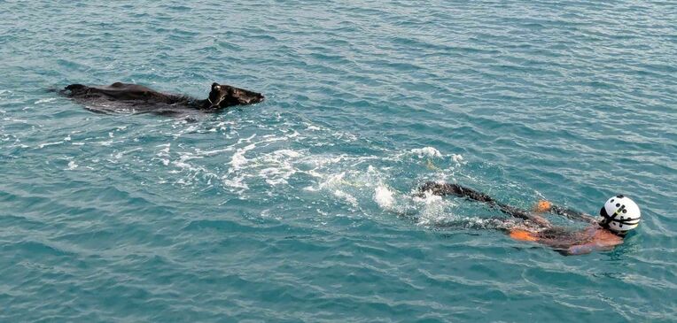 泳いでいる牛を救助する巡視船の潜水士＝２３日、宮古島市（宮古島海上保安部提供）