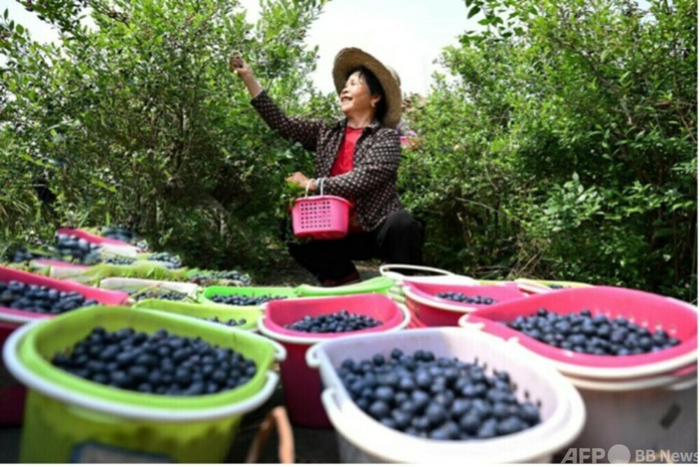 中国の果物はなぜ手頃な価格になってきたのか 写真3枚 国際ニュース:AFPBB News 中国の果物はなぜ手頃な価格になってきたのか 写真3枚 国際ニュース:AFPBB News