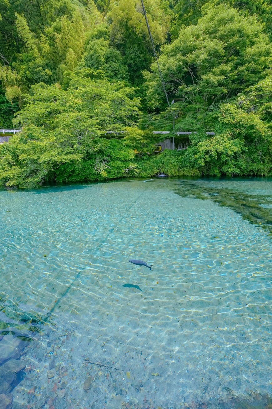 鹿児島県湧水町の「竹中池」