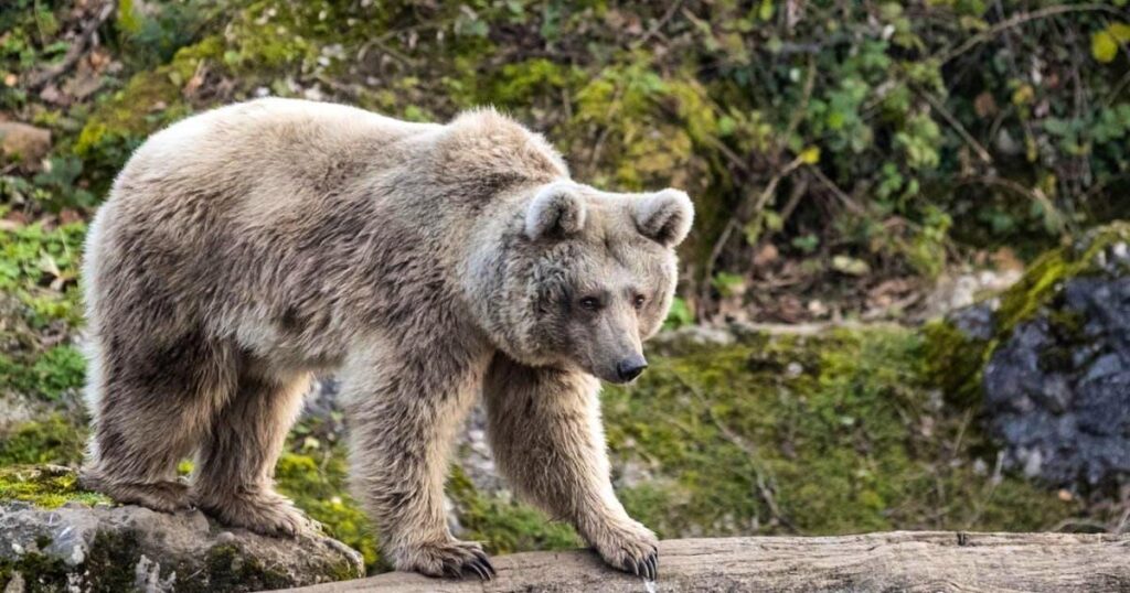 研究チームがクマ用の顔認識プログラムを開発