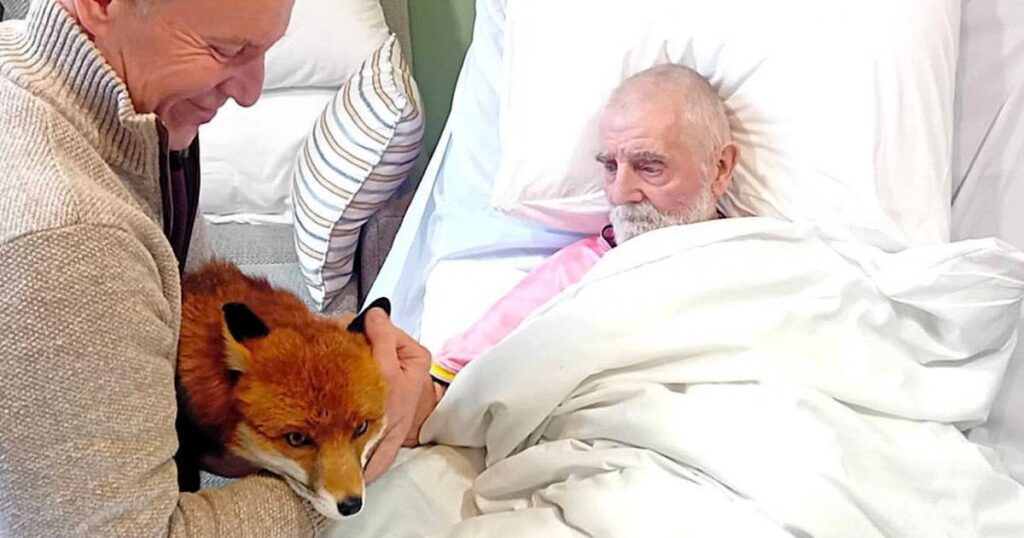 瀕死のブラッドフォード男性、最後の願いを叶える - 枕元でキツネを撫でること