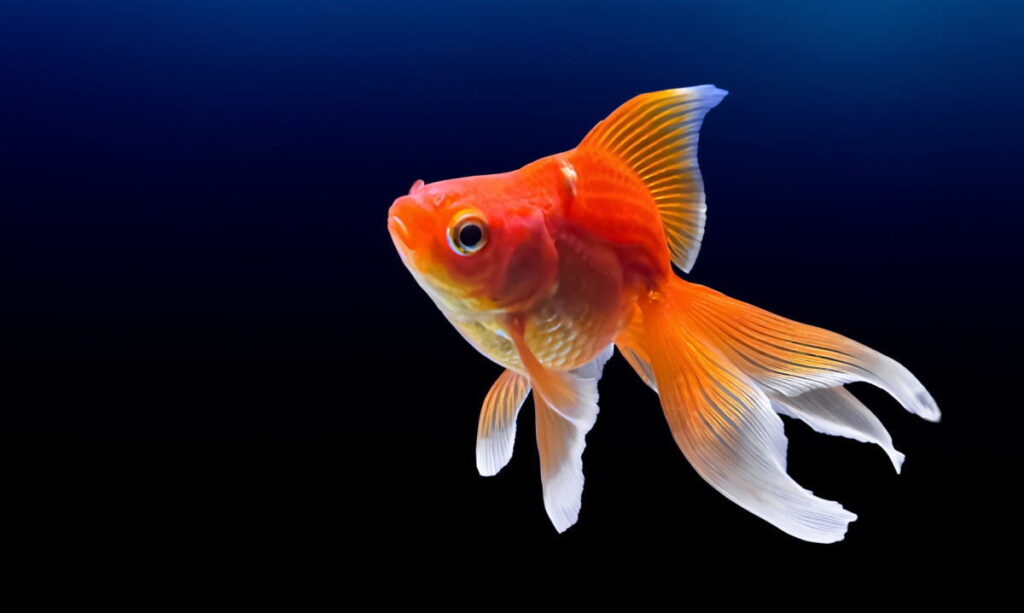 幻想的な世界へ！金魚のアクアリウム、ジアウトレット広島で開催中