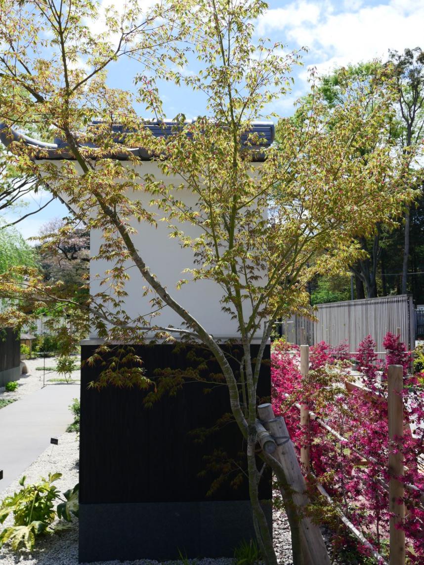 古都の庭のもみじ