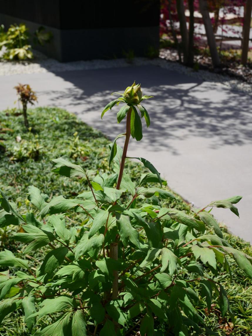 古都の庭しゃくやくつぼみ