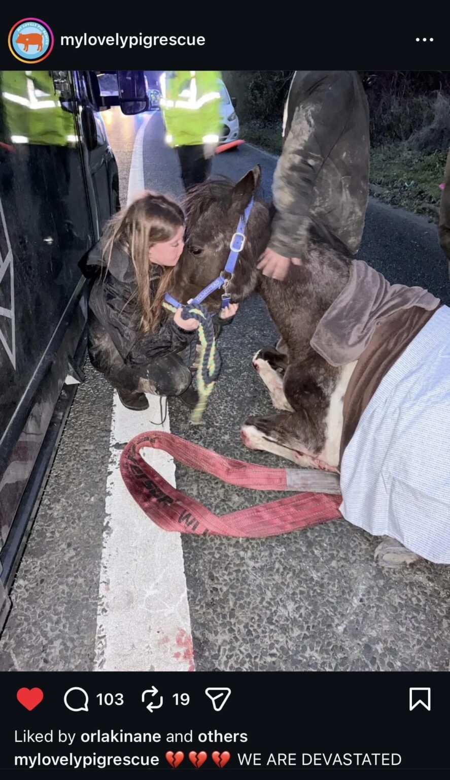 動物虐待：昨日、馬とその胎児が路上で拷問され殺害された