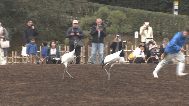 岡山後楽園で今年初めてとなるタンチョウの園内散策  岡山市