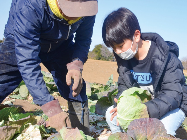 羽沢小３年 恒例のキャベツ収穫 今年は１カ月遅れ〈横浜市神奈川区〉