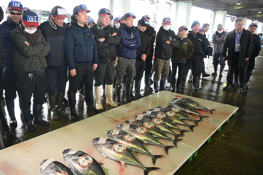 舞鶴漁港での「都まぐろ」のセリの様子（2月11日）
