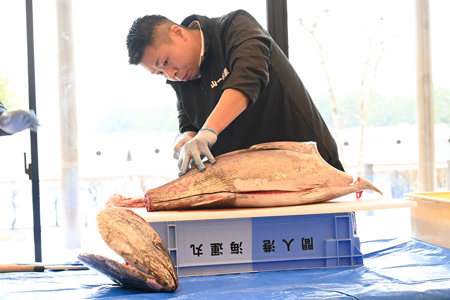 天橋立ホテルでのマグロ解体ショーの様子（2月11日）