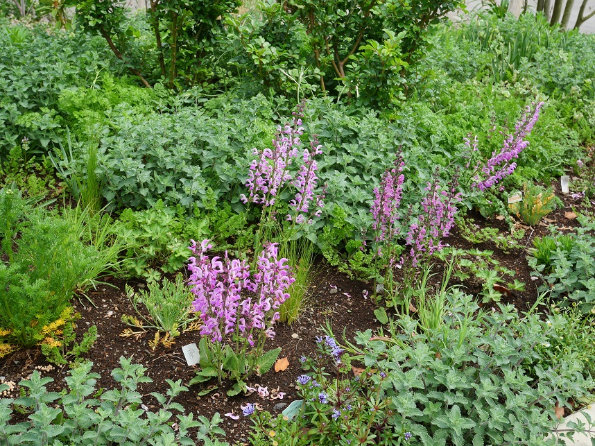 メドウ・ガーデンの花