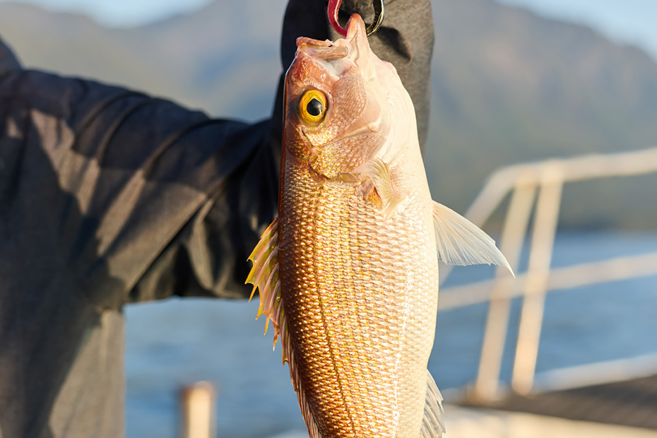 釣った魚は、刺し身にして、のちほど食べる。最高の贅沢だ。