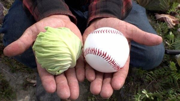 土ひび割れ、葉も変色…深刻な雨不足でキャベツ“げんこつ”サイズに 大根や白菜も「小型化」春野菜の価格も2.5倍になる恐れも