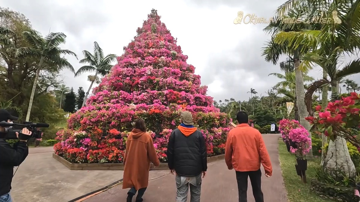 東南植物楽園(沖縄市)日本最大級のブーゲンビレアタワー|OTV OKINAWA MONDE W・ALKER 2022年3月13日放送