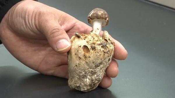 キノコに寄生する「マツタケ似」の珍キノコ 国内4例目となる「ブンゴツボマツタケ」を宮崎県で初確認 他にも発生地がないか確認へ