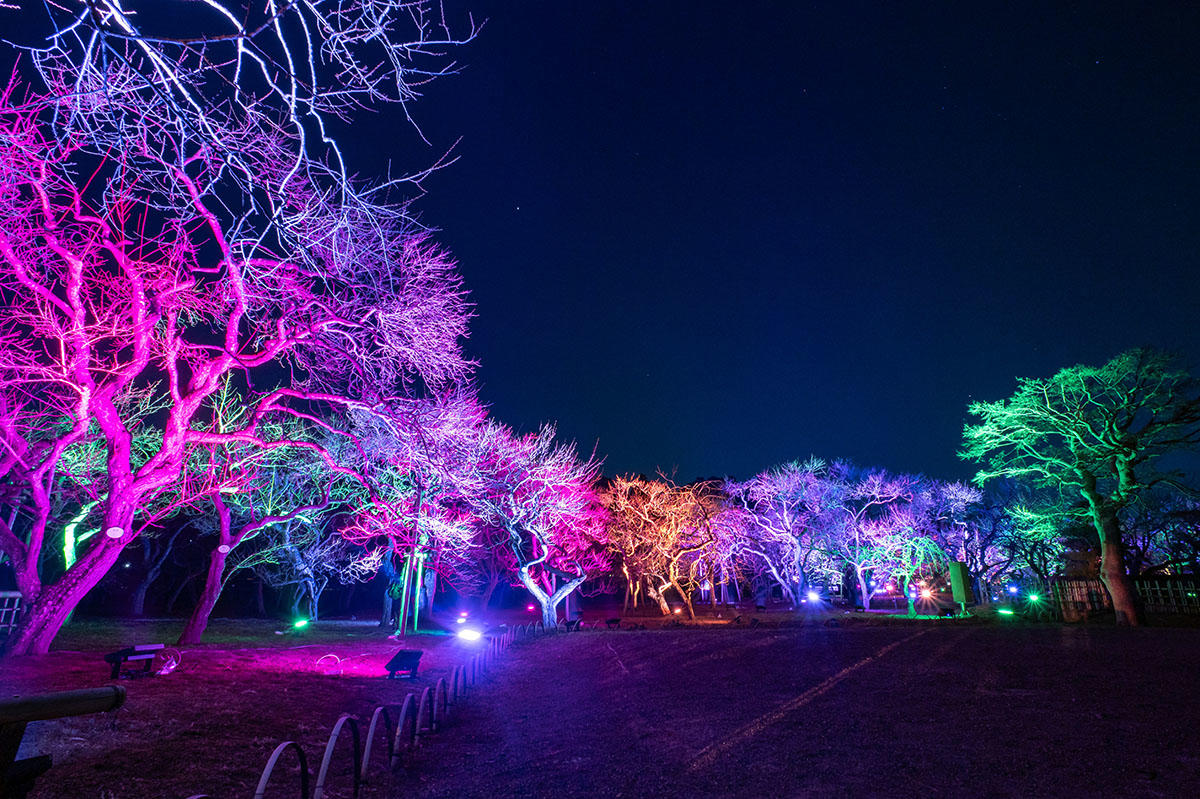 pic_ume-the-lights202602.jpg