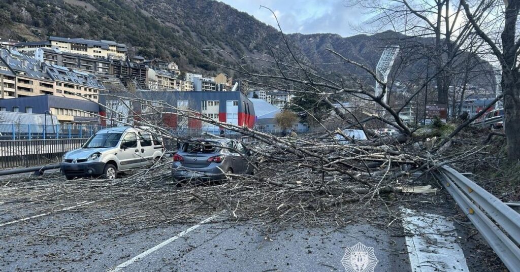 サロウ通りの木の倒木により強力な拘束が発生