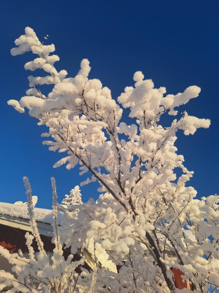 1月から2月にかけてフィンランドに来た理由。