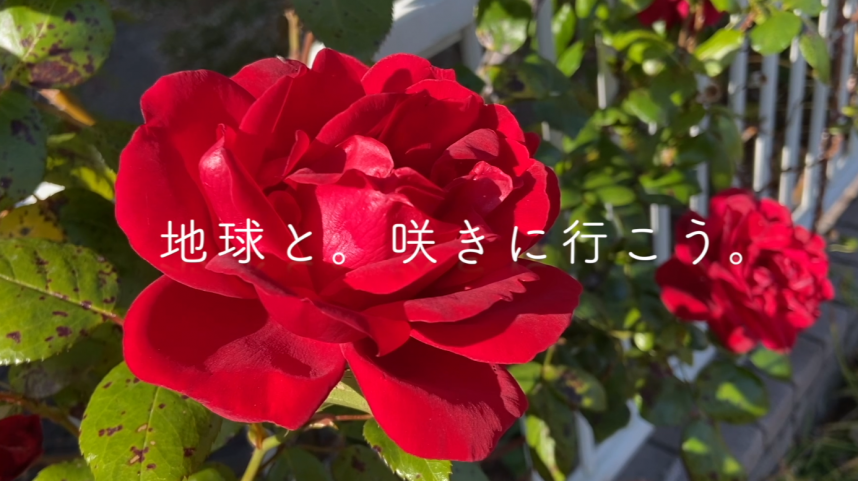 地球と咲きに行こう（バラ）