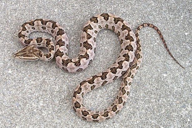 外来生物・タイワンハブの北上防げ! 沖縄県が東、大宜味の7キロ区間に柵設置へ