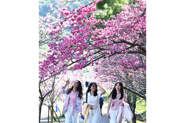 ぽかぽか 桜満開 本部八重岳 沖縄