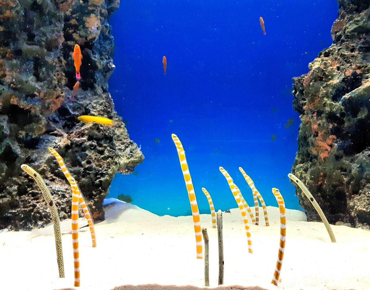 「チンアナゴ」のイメージ