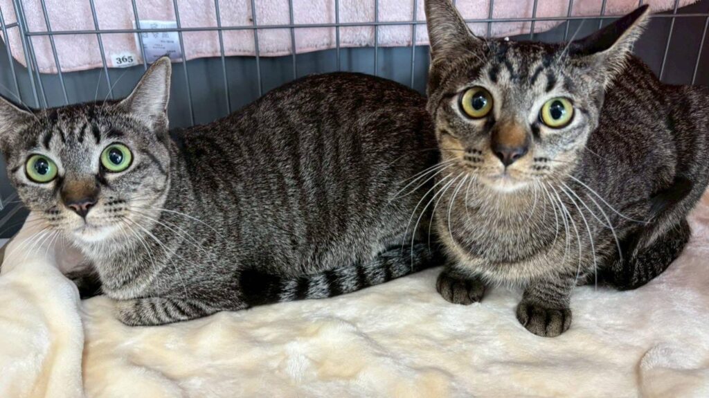 【春日井市】2/21(土）玉雲寺でちーむにゃいんずの保護猫譲渡会が開催。可愛い猫たちが大集合！（とっとこ） - エキスパート - Yahoo!ニュース