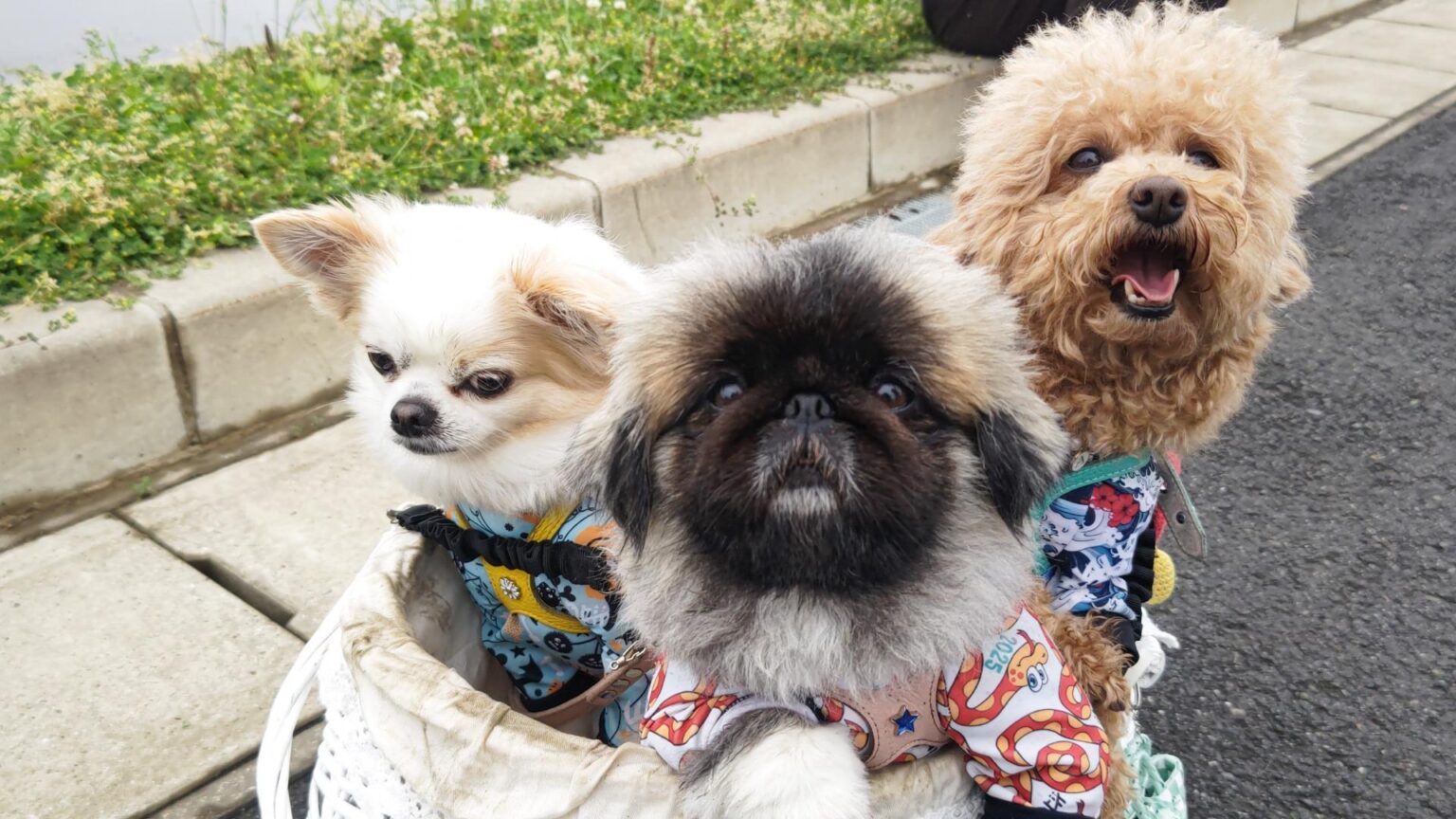 【さいたま市岩槻区】ペット防災フェス「Wish Wish fes.」が、学生ボランティアを大募集！（ぱらきと） - エキスパート