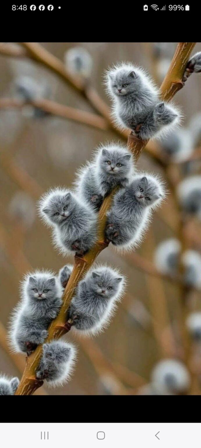 Pov: 5 歳のときに子猫の植物をどのように想像しますか