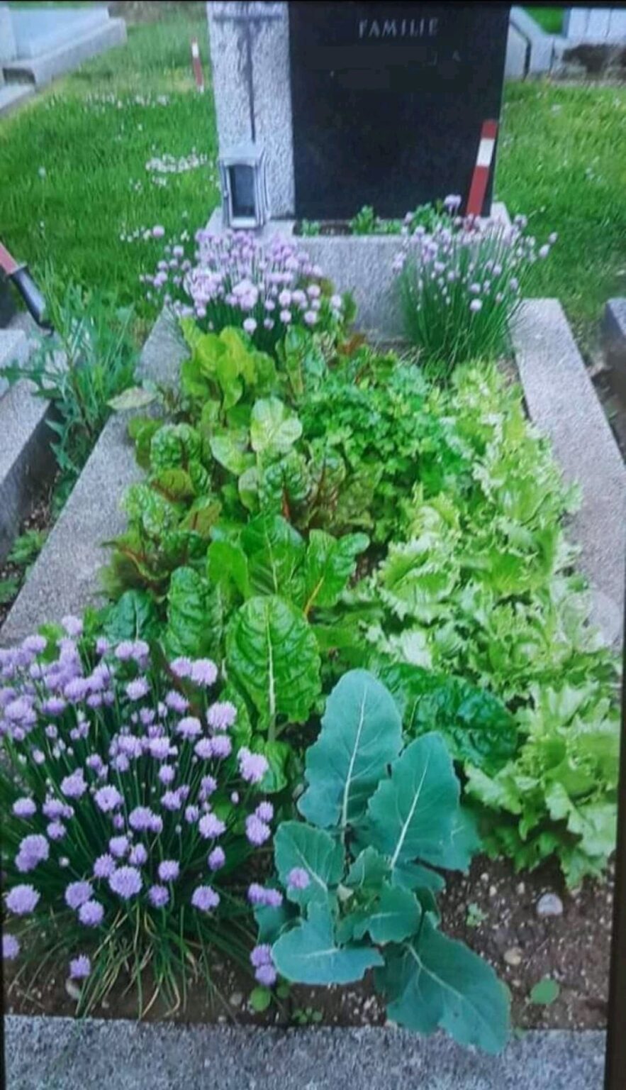 借りた墓がある場合、そこでトマトを栽培することを法律で禁止していますか?