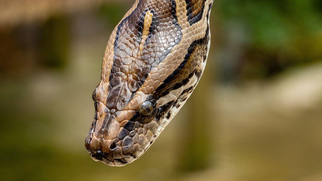 60匹のヘビを連れた男性、裁判官から賃貸住宅からの退去命令