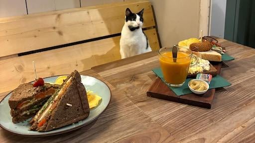 猫カフェが12歳の年齢制限を導入「悪いことが多すぎる」