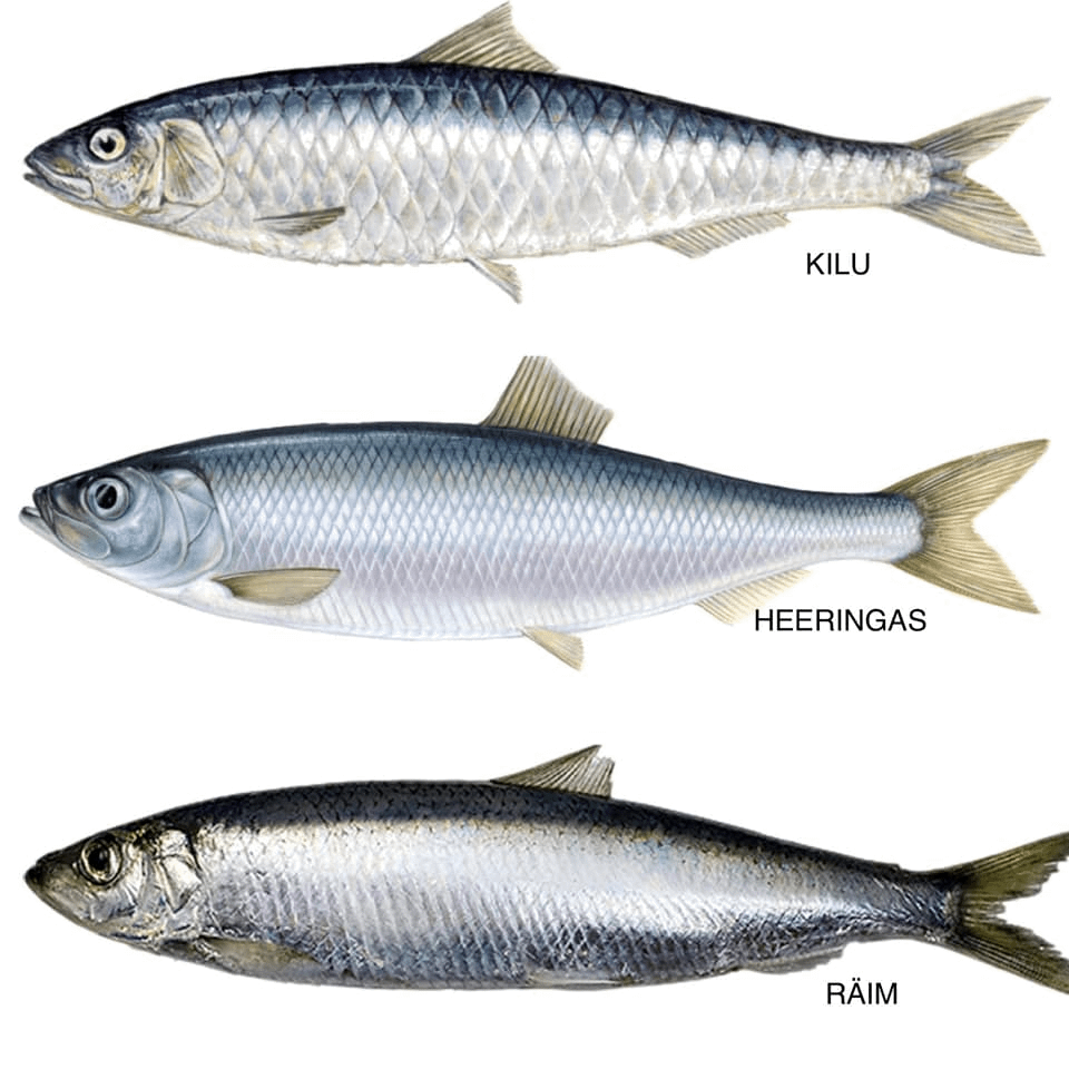 来たる独立記念日に向けて、私は疑問に思ったのですが、キル (キルサンドイッチのような) とニシンをどう翻訳するのでしょうか?私自身はスプラットを「スプラット」、ニシンを「バルトニシン」と訳すことが多いです。そして、それは一部の人々が考えているのと同じ種ではありません。スプラットのラテン語名 - Sprattus sprattus。ニシン - Clupea harengus の膜。染色体の数が異なる。