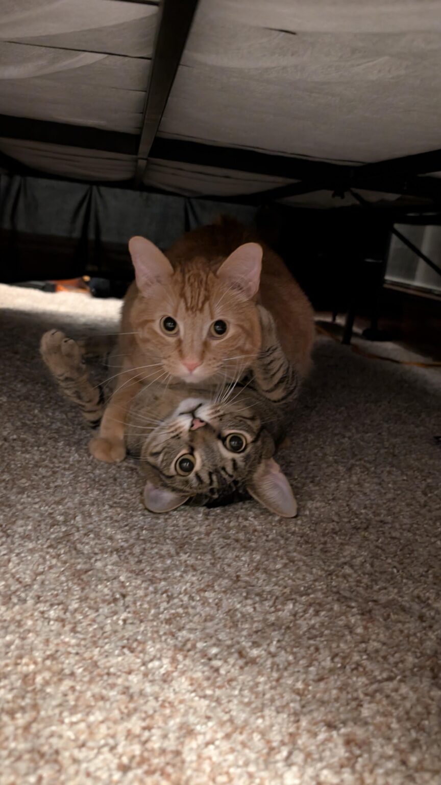 にゃーんちゃん