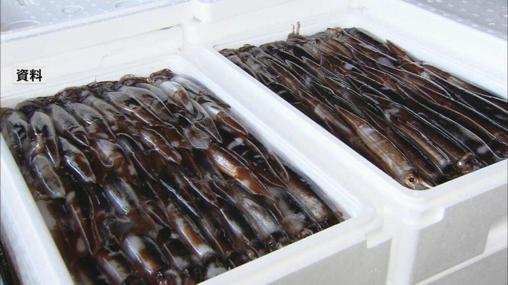 新年度のスルメイカ漁獲枠6万8400トンに 水産庁の審議会が正式決定 今年度の3.5倍