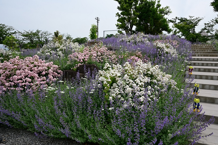 フラワー・ヒル