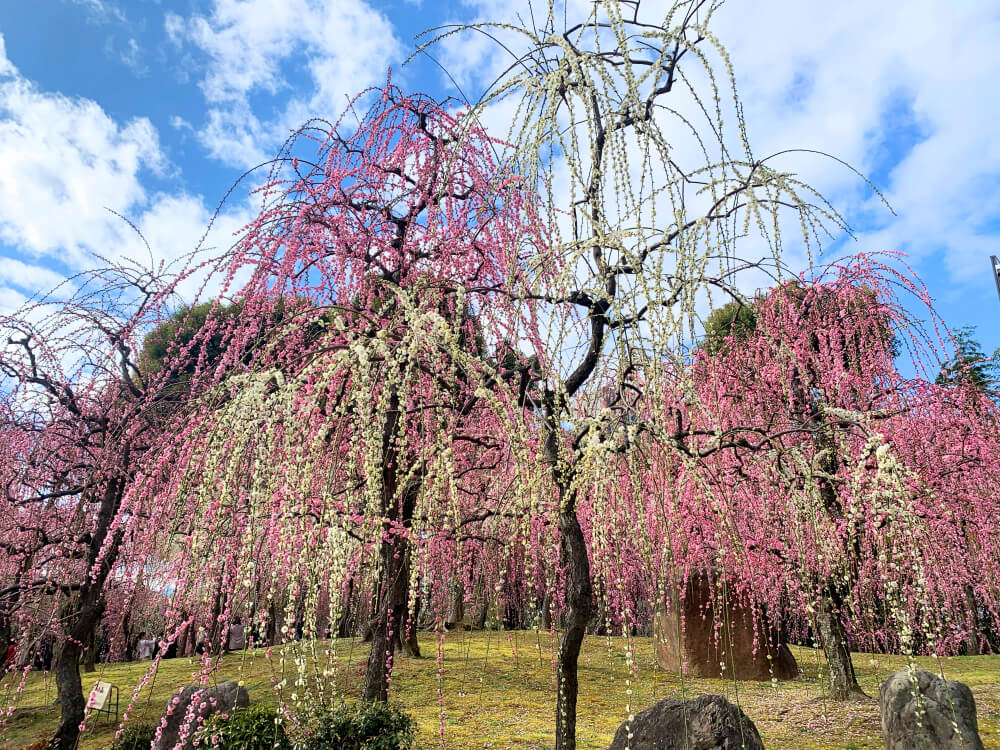 【2026】京都の梅の名所〜早春を彩る可憐な花〜 - KYOTO SIDE(キョウトサイド)