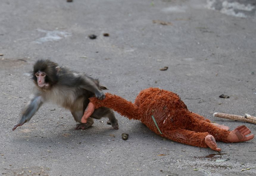 オランウータンのぬいぐるみを引きずるパンチ/Kim Kyung-Hoon/Reuters