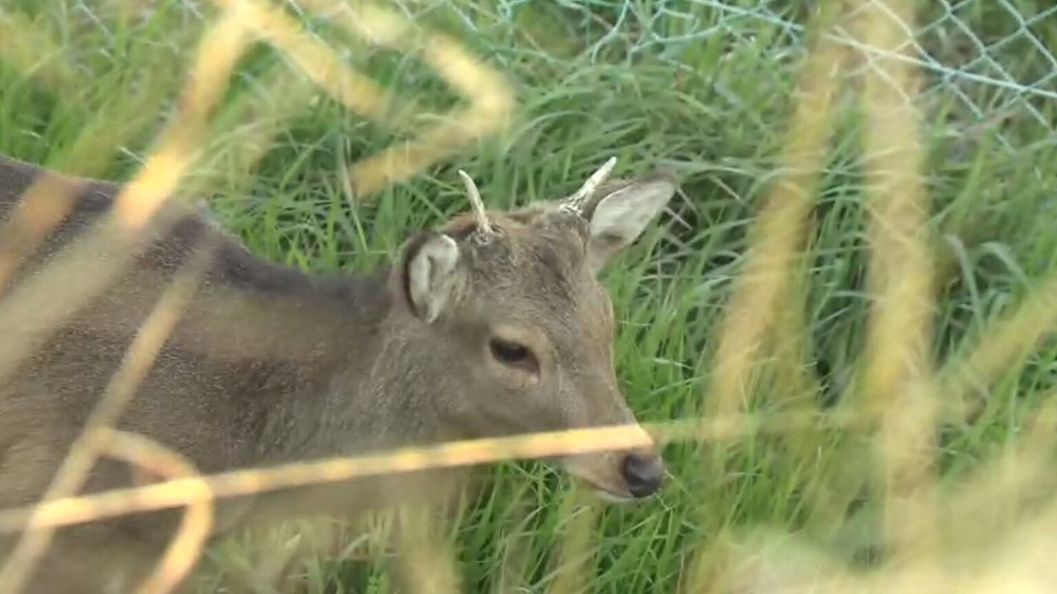 奈良公園の鹿が19キロ離れた東大阪市に出現!生駒山を越えた”神の使い”の大移動 なぜ居心地の良い奈良公園を離れるのか 背景には増える観光客のある行動も | 特集 | ニュース 奈良公園の鹿が19キロ離れた東大阪市に出現!生駒山を越えた"神の使い"の大移動 なぜ居心地の良い奈良公園を離れるのか 背景には増える観光客のある行動も | 特集 | ニュース